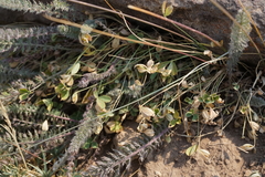 Trifolium longipes