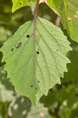 Physalis cordata