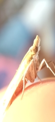Agriphila inquinatella