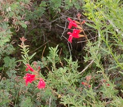 Salvia greggii