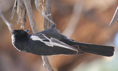 Melaniparus niger xanthostomus