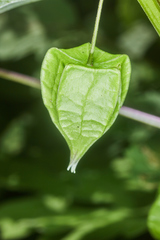 Physalis cordata
