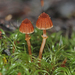 Cortinarius lanceolatus - Photo (c) Jerry Cooper, some rights reserved (CC BY), uploaded by Jerry Cooper