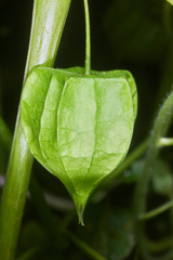 Physalis cordata