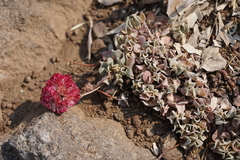 Eriogonum ovalifolium rubidum