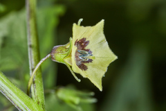 Physalis cordata