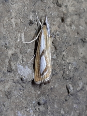 Catoptria myella