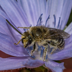 Colletes compactus compactus