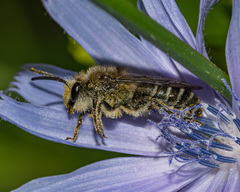 Colletes compactus compactus