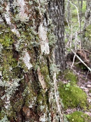 Sphaerophorus globosus