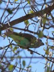 Poicephalus meyeri damarensis