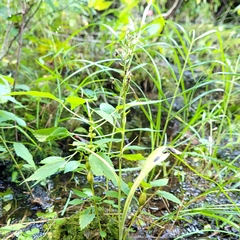 Platanthera lacera