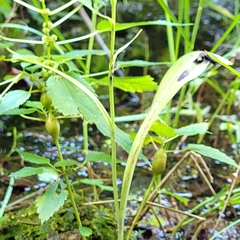 Platanthera lacera