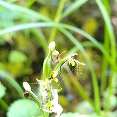 Platanthera lacera
