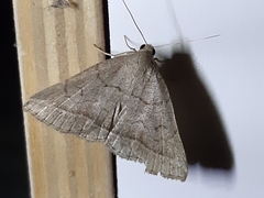 Zanclognatha lunalis