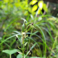 Platanthera lacera