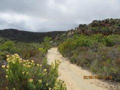 Leucadendron procerum