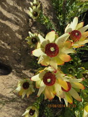 Leucadendron procerum