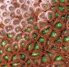 Zoanthus sansibaricus