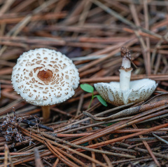 Lepiota lilacea