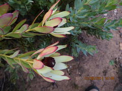 Leucadendron procerum