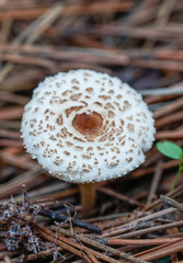 Lepiota lilacea