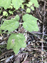 Vancouveria hexandra