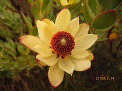 Leucadendron procerum