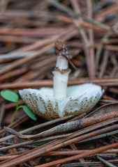 Lepiota lilacea