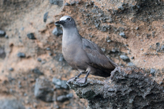 Anous stolidus galapagensis