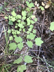 Vancouveria hexandra