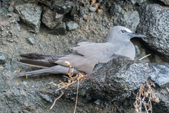 Anous stolidus galapagensis