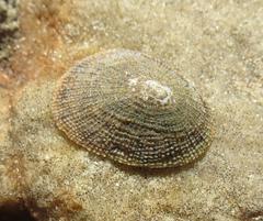 Scutellastra granularis