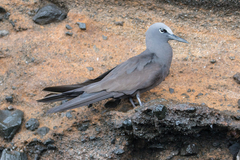 Anous stolidus galapagensis
