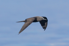 Anous stolidus galapagensis