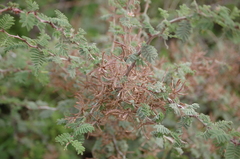 Mimosa aculeaticarpa biuncifera