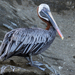 Galápagos Brown Pelican - Photo (c) John D Reynolds, some rights reserved (CC BY-NC), uploaded by John D Reynolds