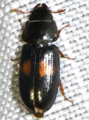 Tenebroides bimaculatus