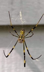 Trichonephila clavata