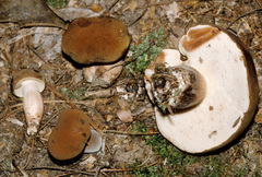 Tylopilus variobrunneus