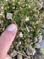 Minuartia recurva