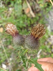 Cirsium laniflorum