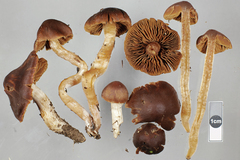 Cortinarius minilacus
