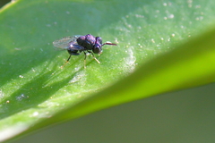 Perilampus minutalis