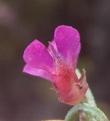 Indigofera pappei