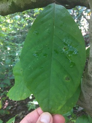 Asimina triloba