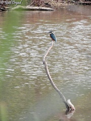 Alcedo atthis