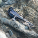 Golondrina de Las Galápagos - Photo (c) John D Reynolds, algunos derechos reservados (CC BY-NC), subido por John D Reynolds