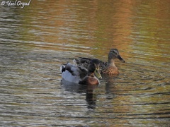 Anas platyrhynchos