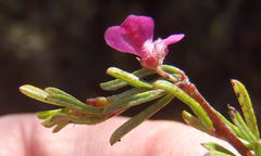 Indigofera pappei